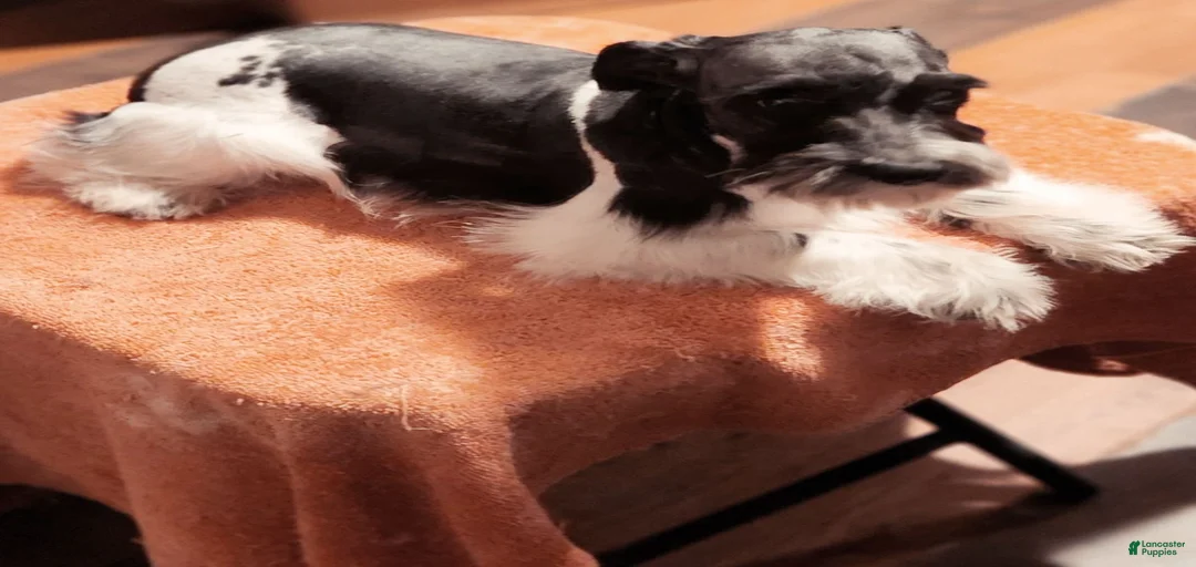 Gallery Image {{count}}