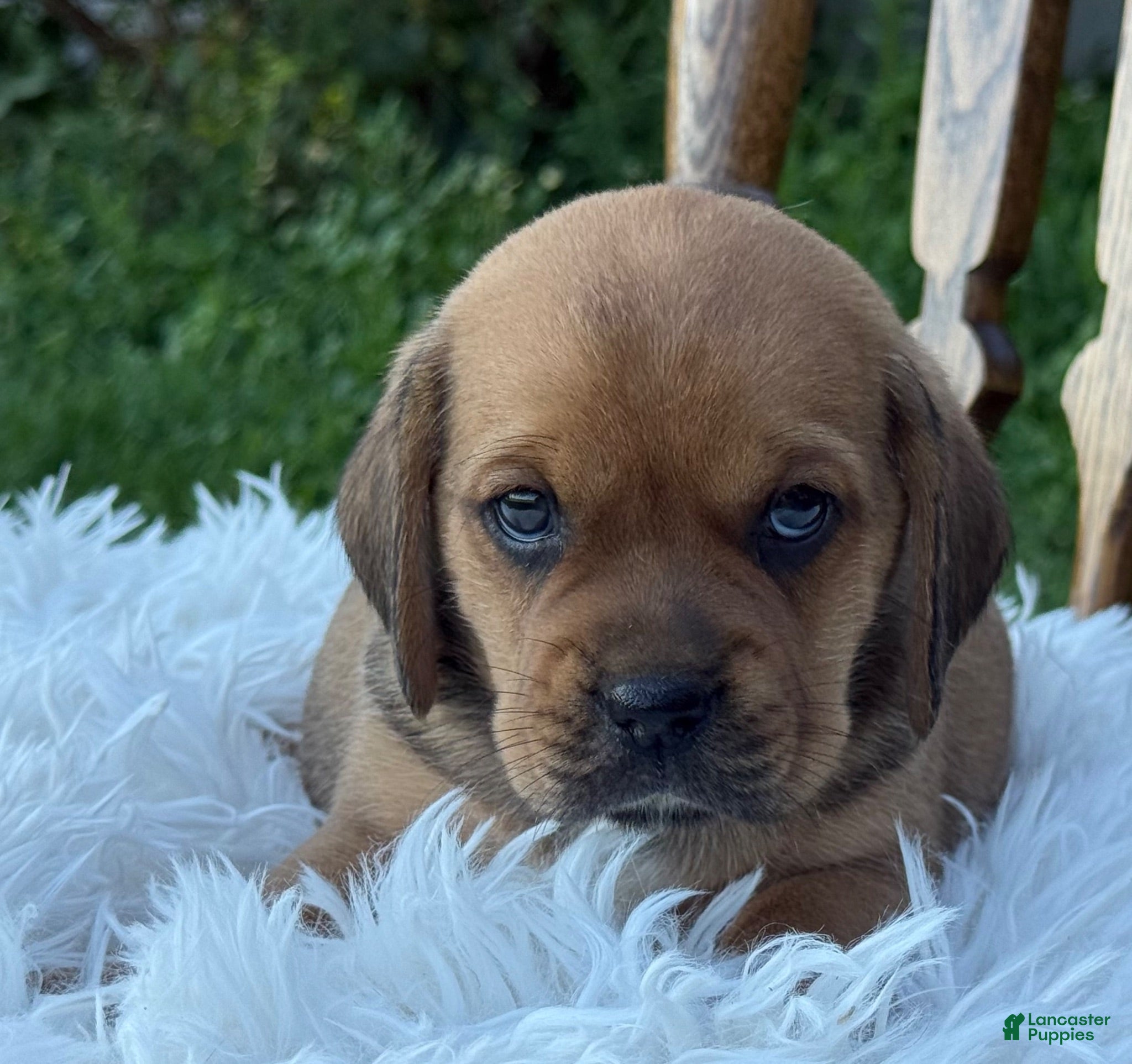 Puggle dogs Paisley  - Ad 2