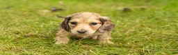 Miniature Dachshund dogs for sale: Sophia  - Ad 4