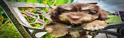 Havapoo dogs for sale: Epic - Ad 4
