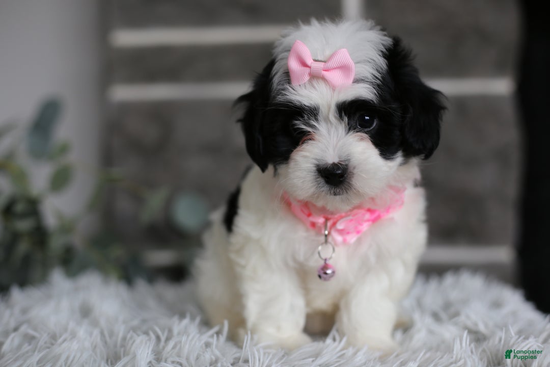 Maltipoo dogs for sale: Bonnie - Ad 15
