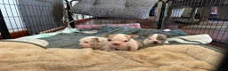 Mixed Breed dogs for sale: 2 face  - Ad 7
