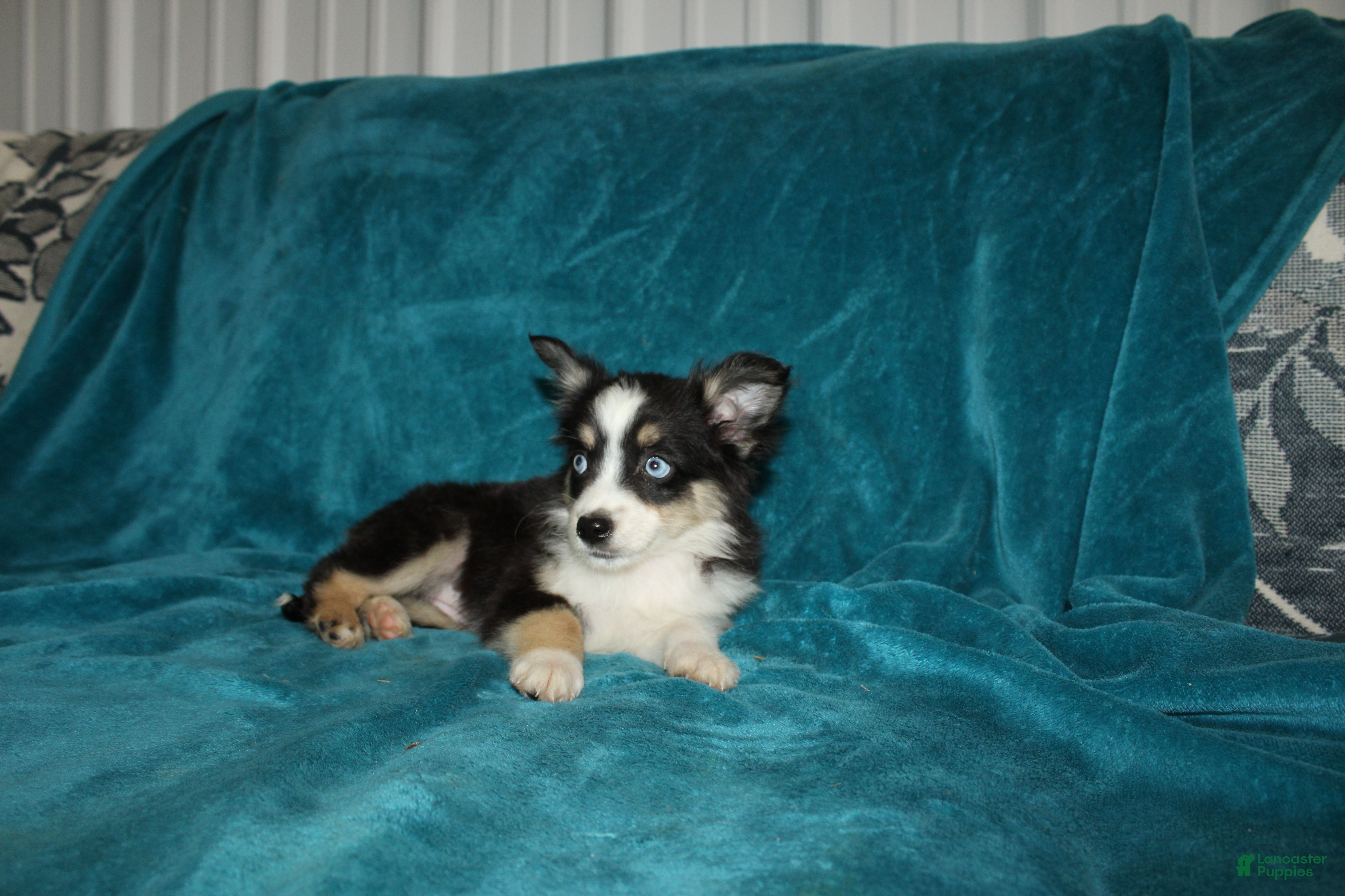 Miniature Australian Shepherd dogs for sale: Lilly - Ad 4