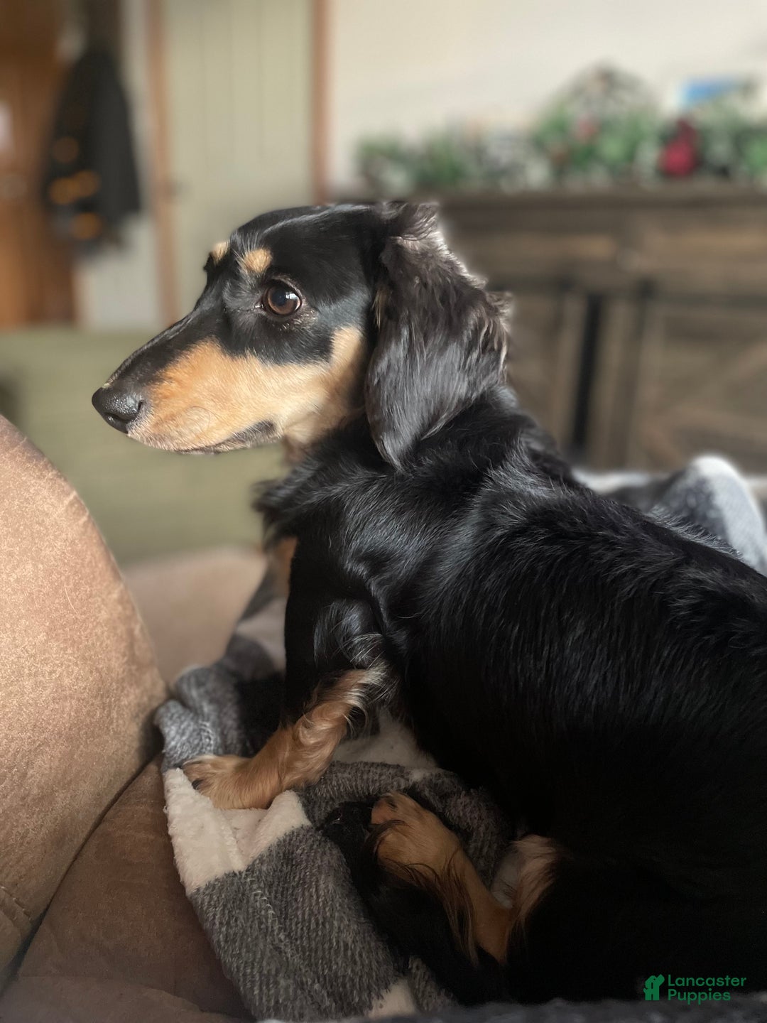 Dachshund dogs for sale: Dachshund Puppy 3 - Ad 7