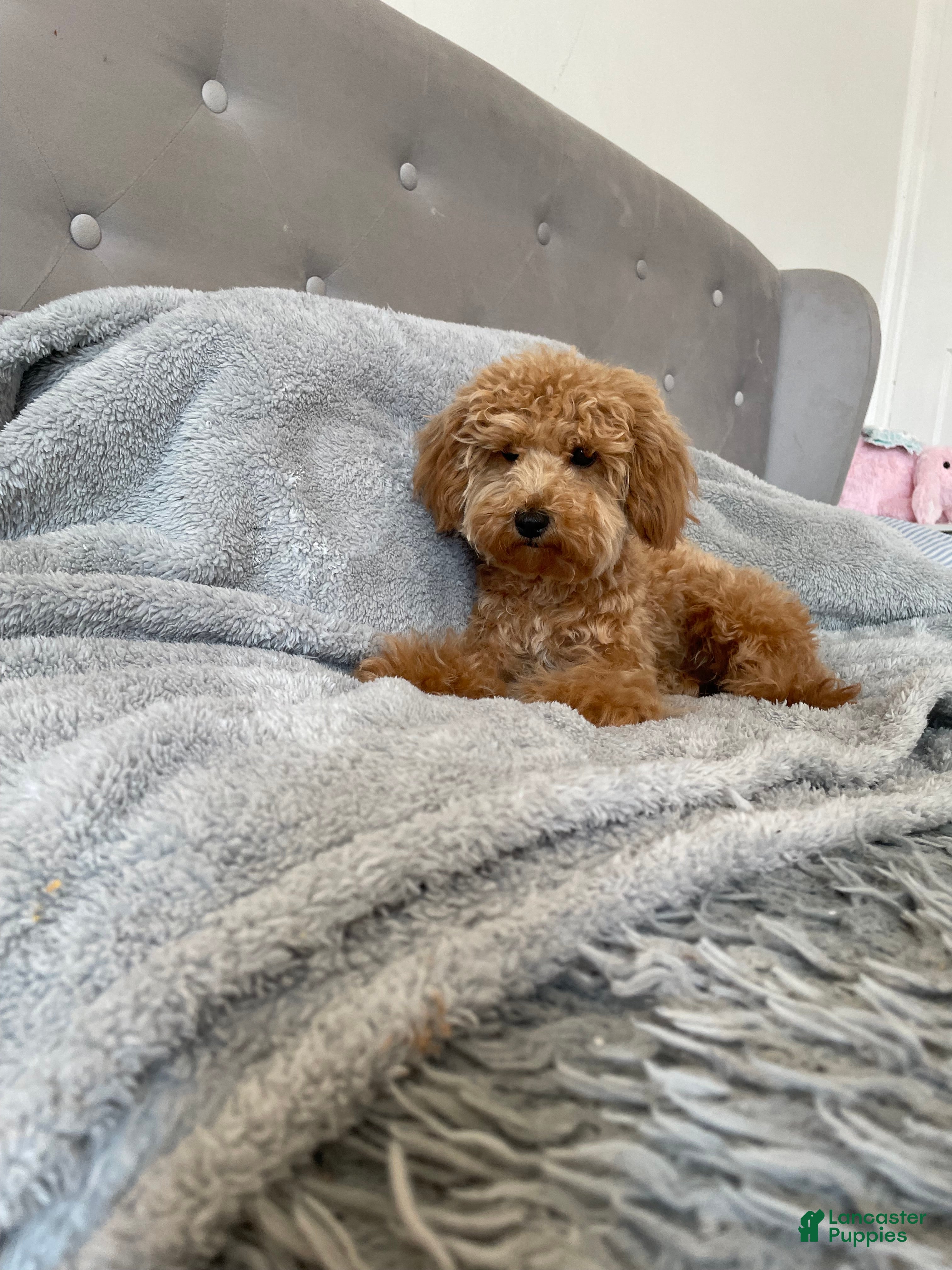 Toy Poodle dogs Nova - Ad 1