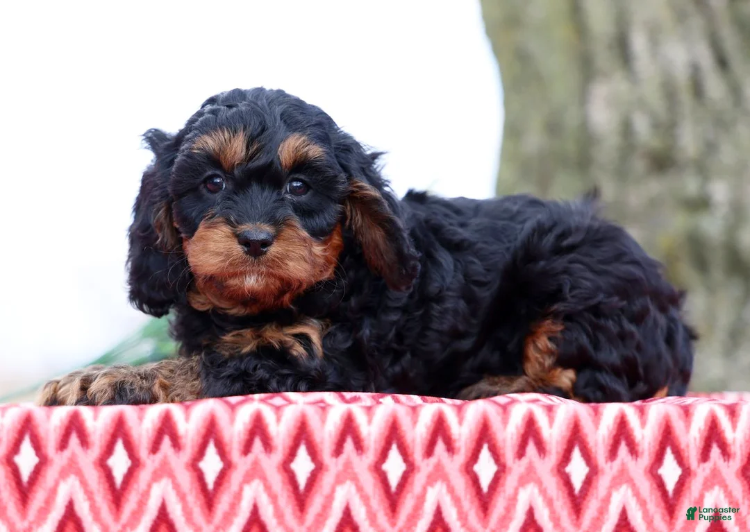 Cavapoo dogs for sale: Bistro - Ad 1