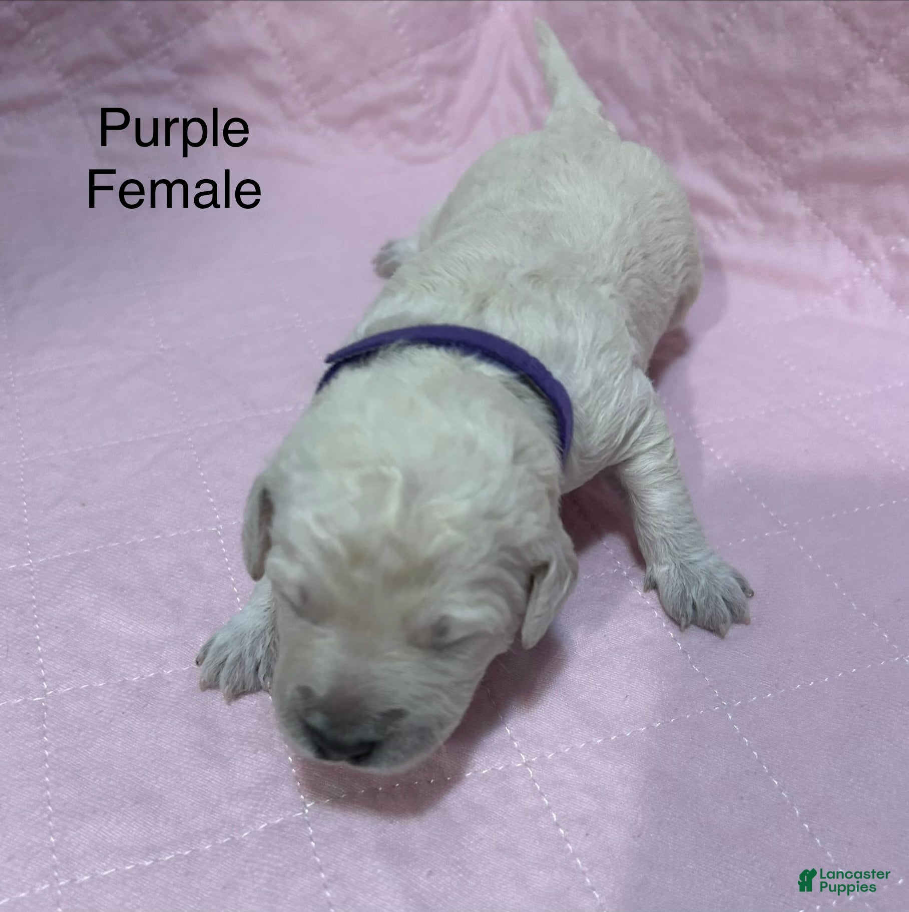 Goldendoodle dogs Purple Female Goldendoodle  - Ad 14