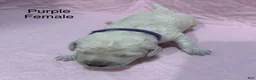 Goldendoodle dogs for sale: Purple Female Goldendoodle  - Ad 1