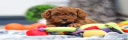 Cavapoo dogs for sale: Anson - Ad 5