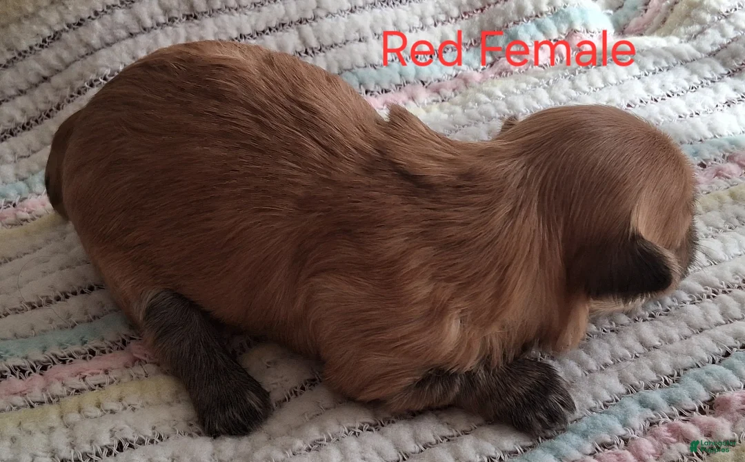 Havanese dogs for sale: Red Female AKC Havanese - Ad 2