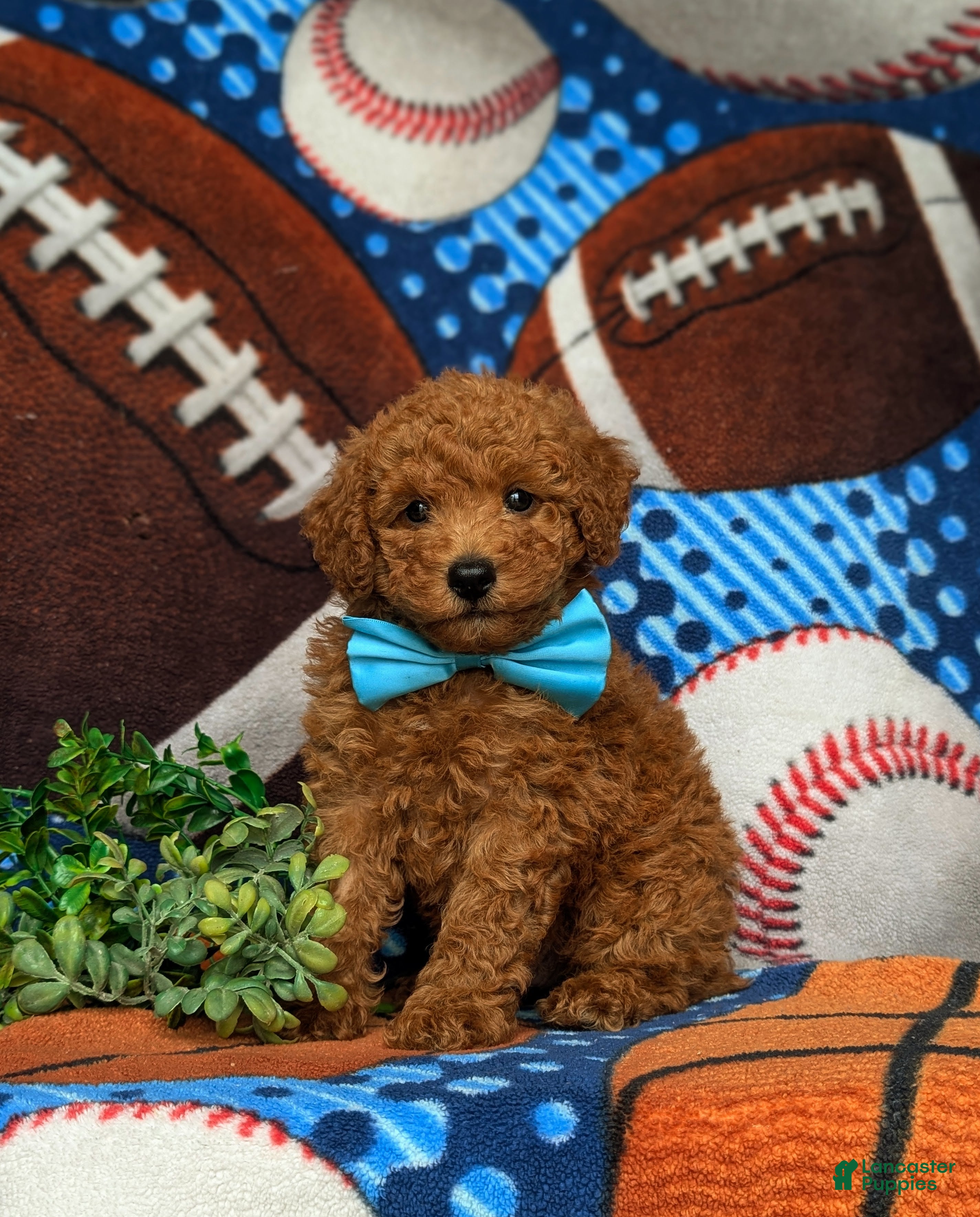 Miniature Labradoodle dogs Tanner Hypoallergenic - Ad 1