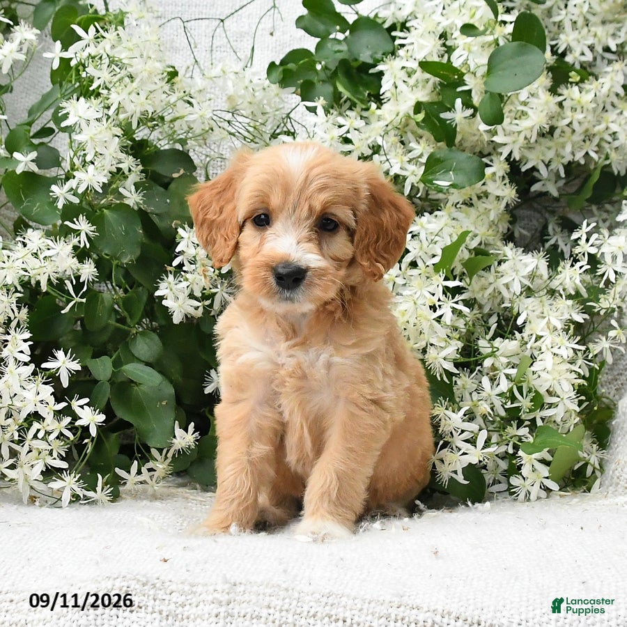Goldendoodle dogs Joy - Ad 2