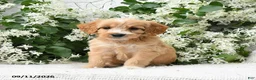 Goldendoodle dogs for sale: Joy - Ad 2