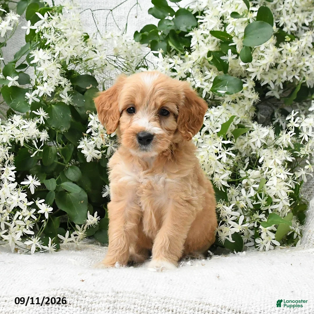 Goldendoodle dogs for sale: Joy - Ad 2