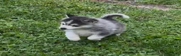 Pomsky dogs for sale: Sev - Ad 11