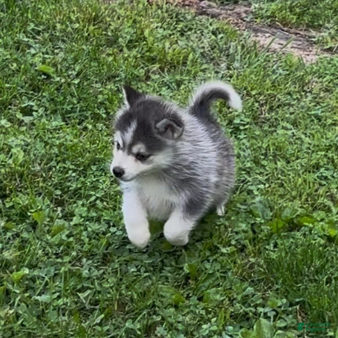 Pomsky dogs for sale: Sev - Ad 11