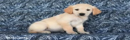 Golden Retriever dogs for sale: Natalie - Ad 1
