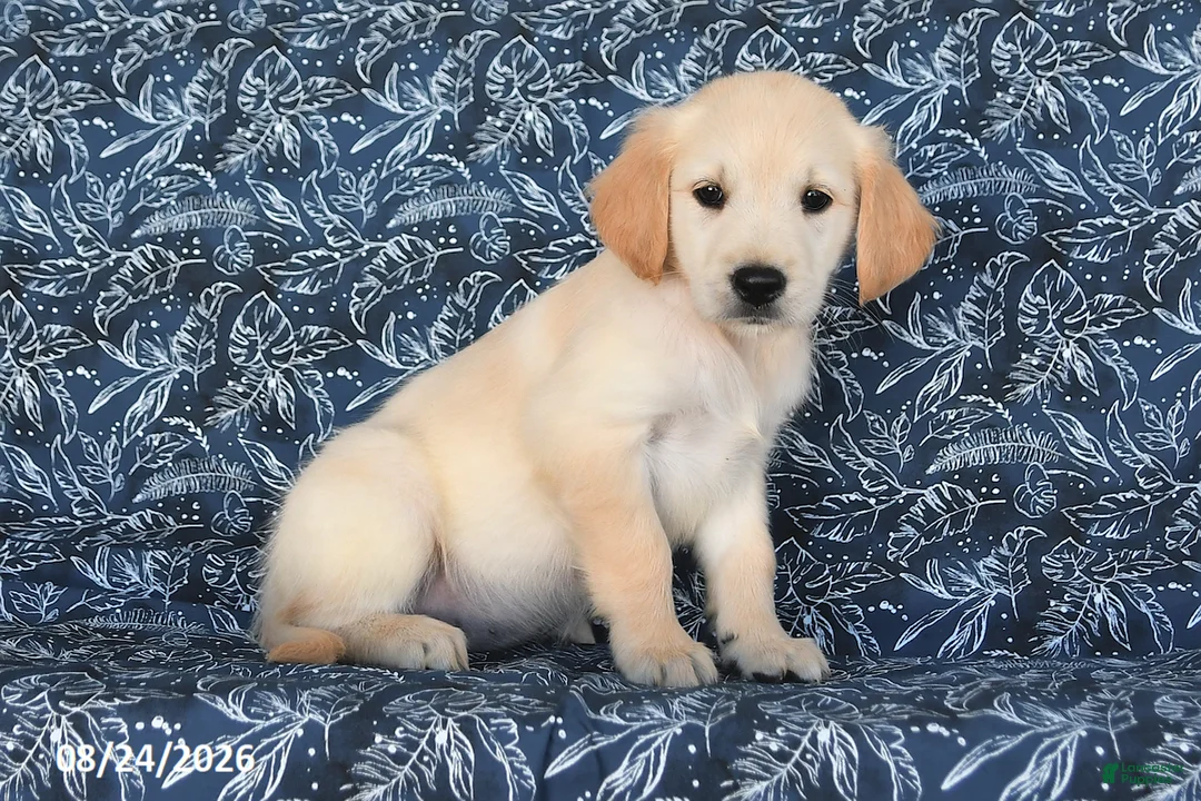 Golden Retriever dogs for sale: Natalie - Ad 1