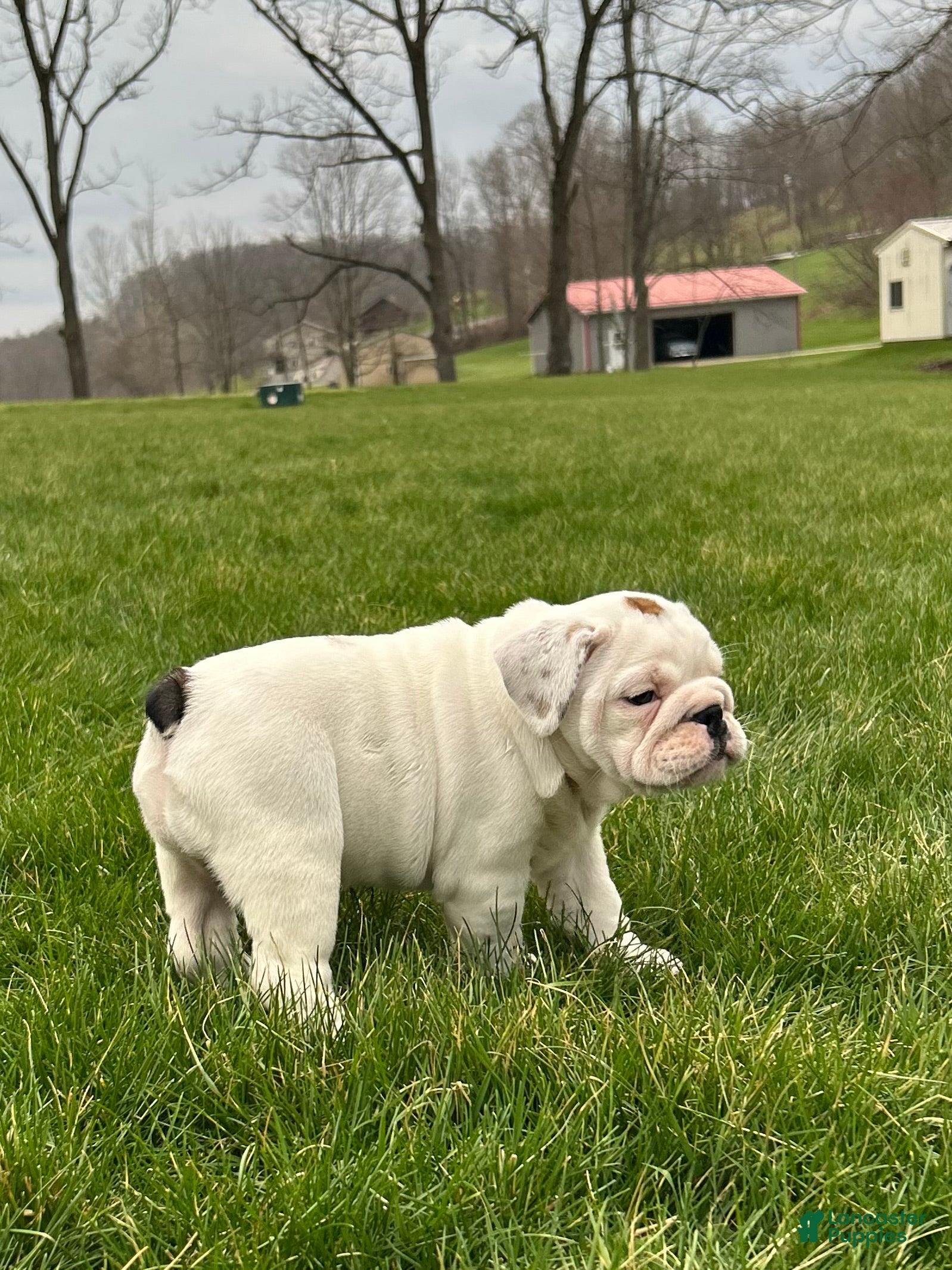 English Bulldog dogs Willow - Ad 2