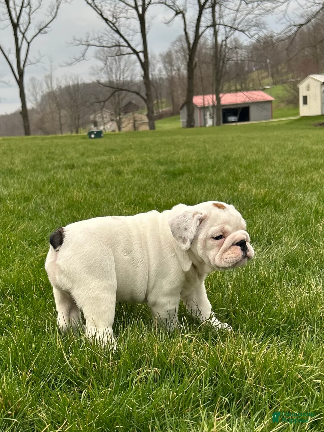 English Bulldog dogs for sale: Willow - Ad 2