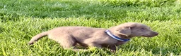 Labrador Retriever dogs for sale: Ruger - Ad 3