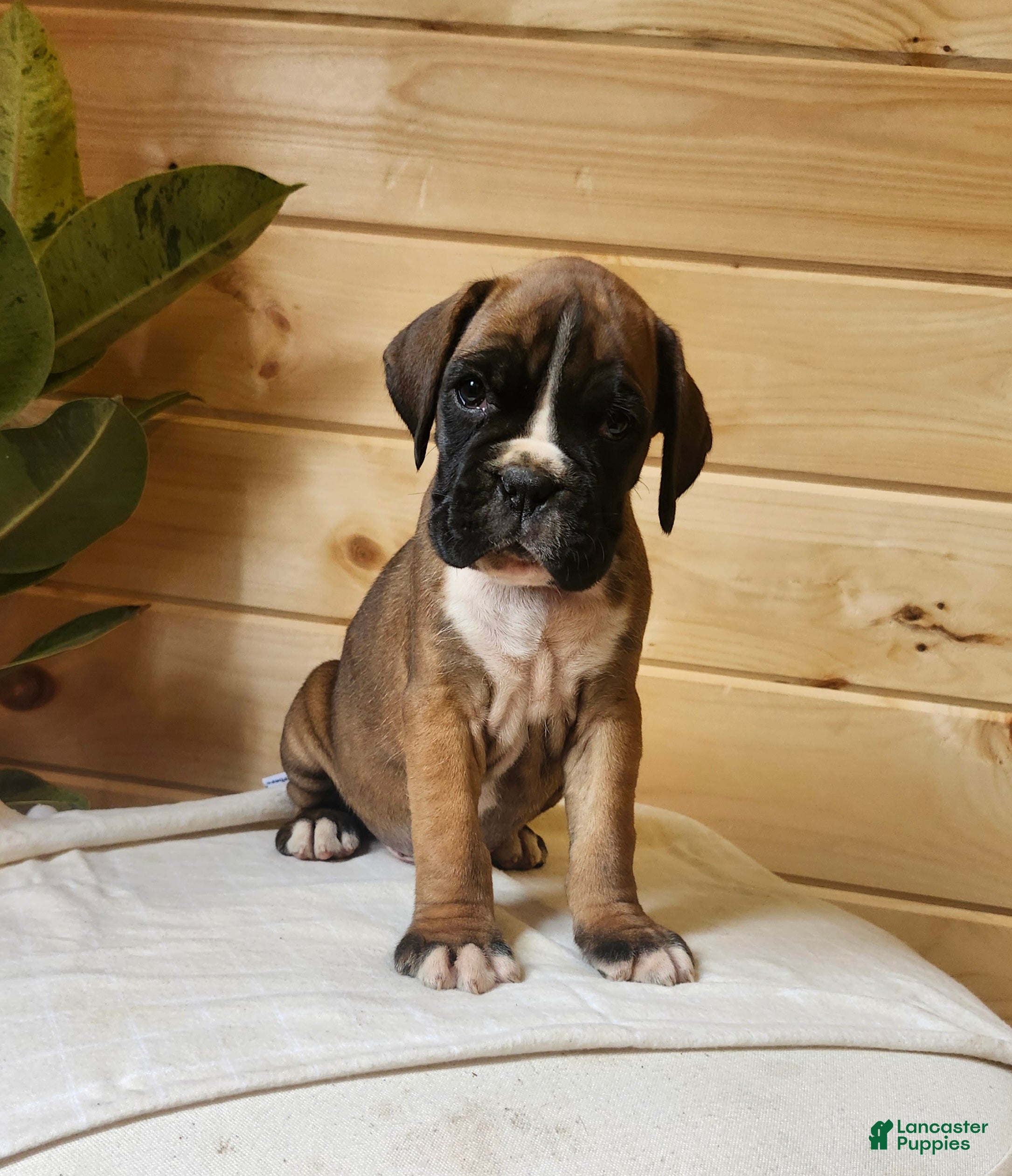 Boxer dogs Jeddy  - Ad 1