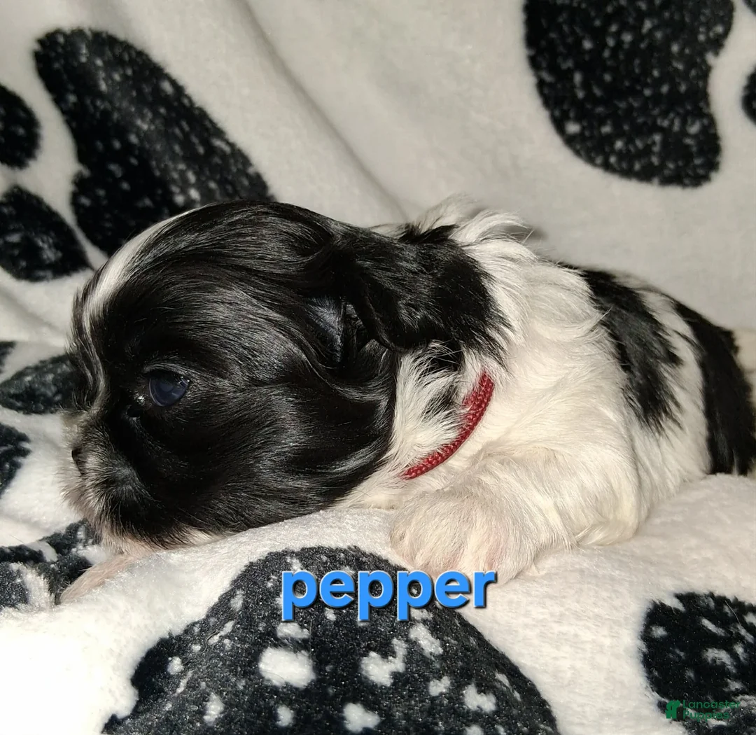 Shih Tzu dogs for sale: Pepper - Ad 2