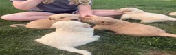 Golden Retriever dogs for sale: Golden Retriever 6 green collar - Ad 6