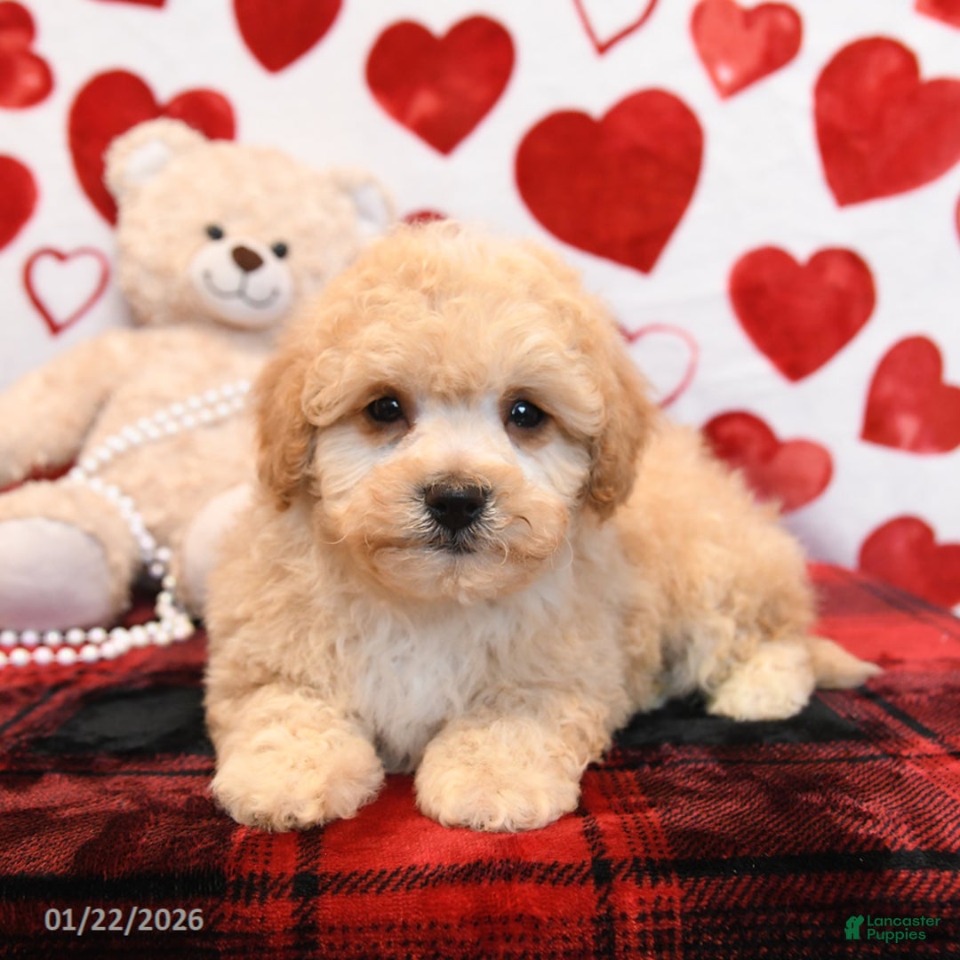 Bichpoo dogs for sale: Pudding - Ad 2