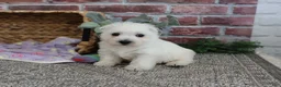 West Highland Terrier dogs for sale: Delight - Ad 9
