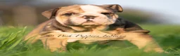 English Bulldog dogs for sale: Birdie AKC - Ad 4