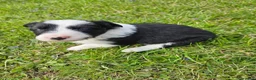 Border Collie dogs for sale: Tulip - Ad 4