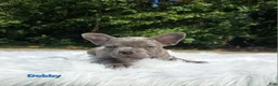 Frenchton dogs for sale: Dobby - Ad 5