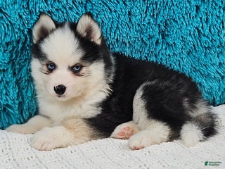 Pomsky dogs Cooper - Ad 16