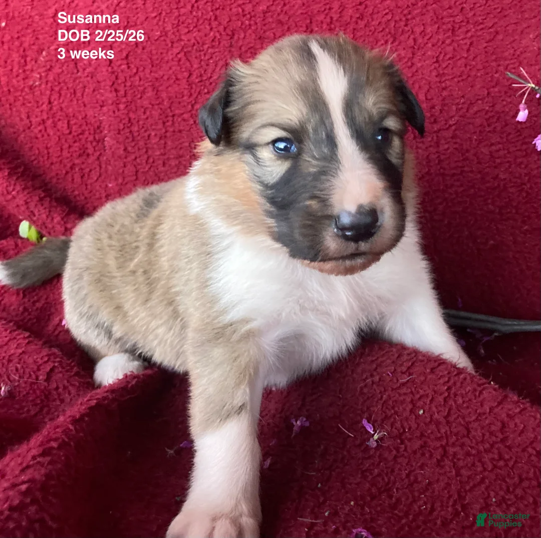 Collie dogs for sale: Susanna - Ad 2