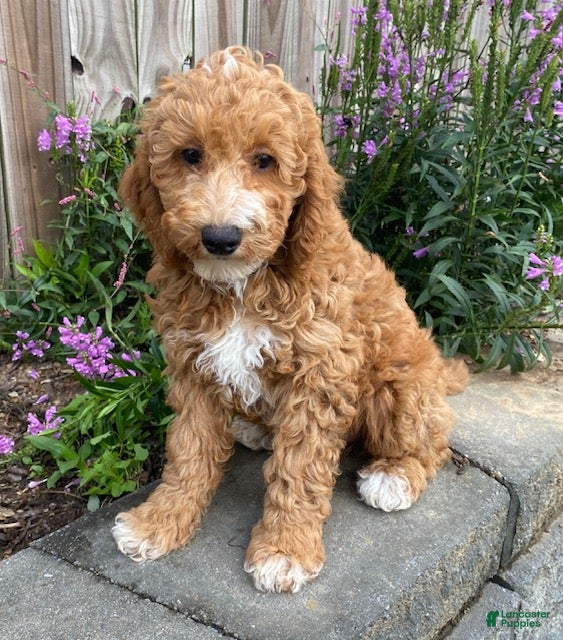 Mini Goldendoodle dogs Norris - Ad 1