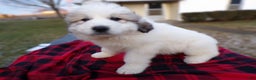 Great Pyrenees dogs for sale: Great Pyrenees Puppy 2 Malone - Ad 2