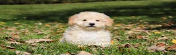 Maltipoo dogs for sale: Connor - Ad 6
