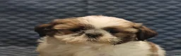 Shih Tzu dogs for sale: Patty - Ad 5