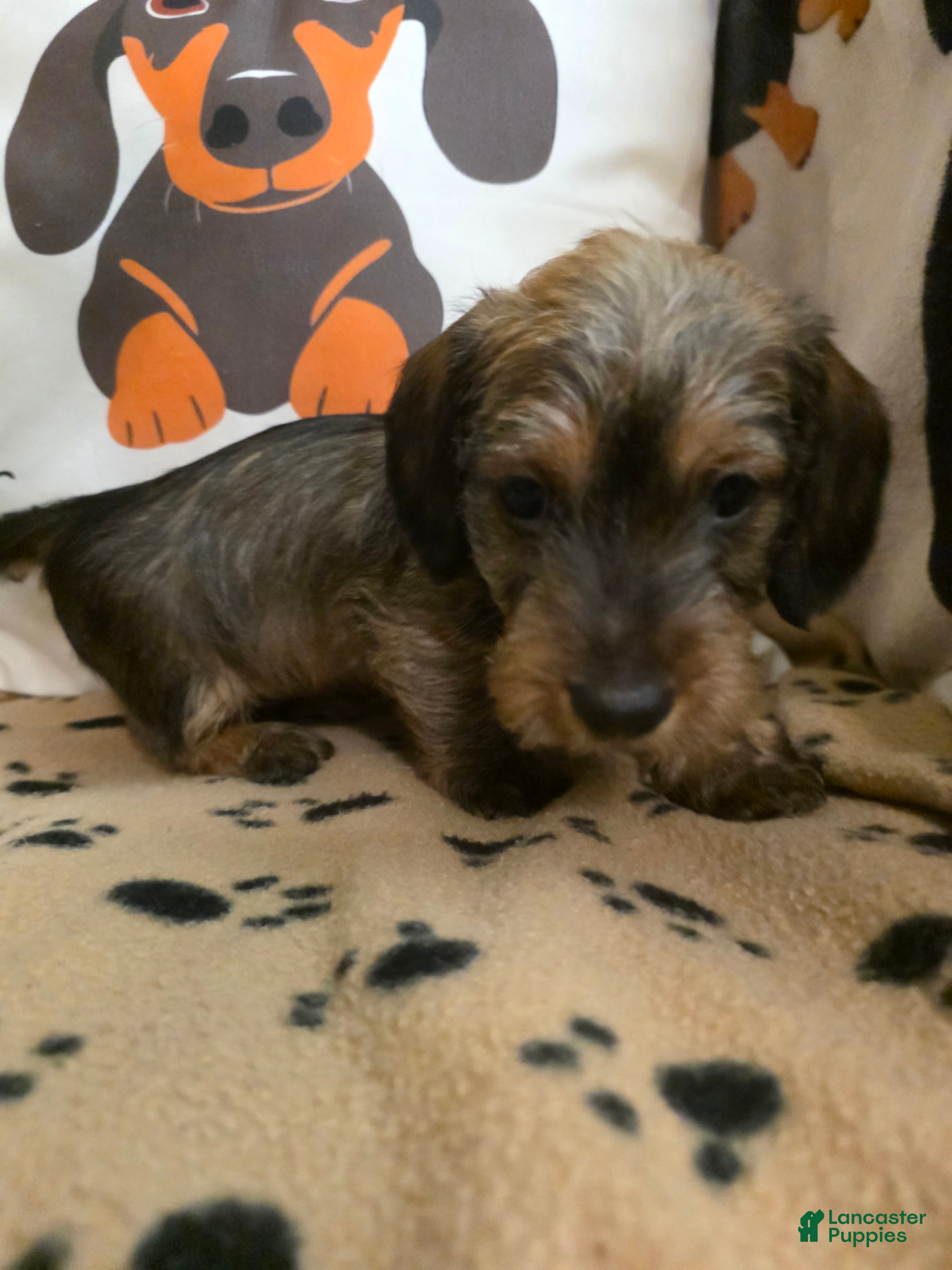 Miniature Dachshund dogs Fred - Ad 1