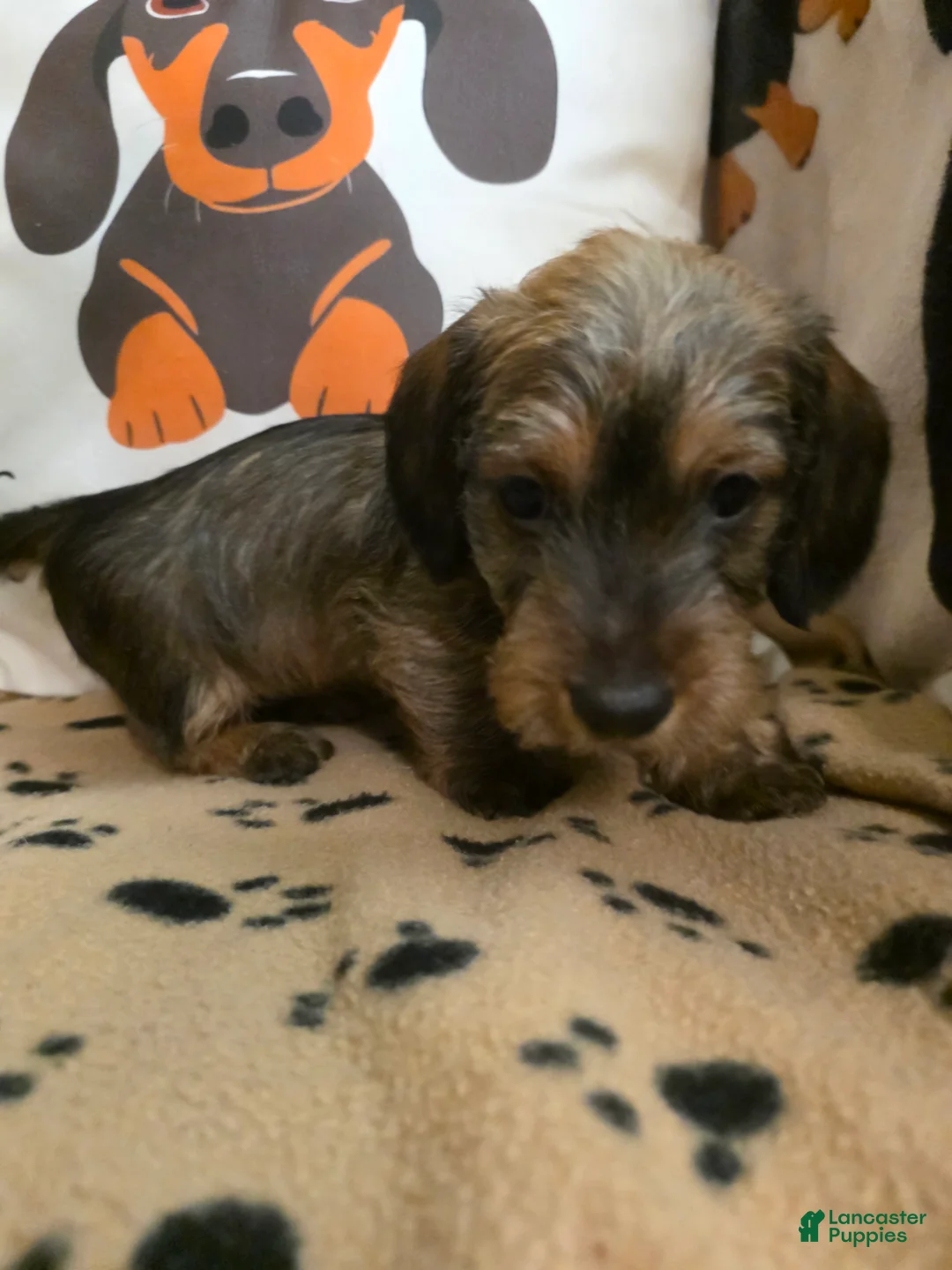Miniature Dachshund dogs for sale: Fred - Ad 1