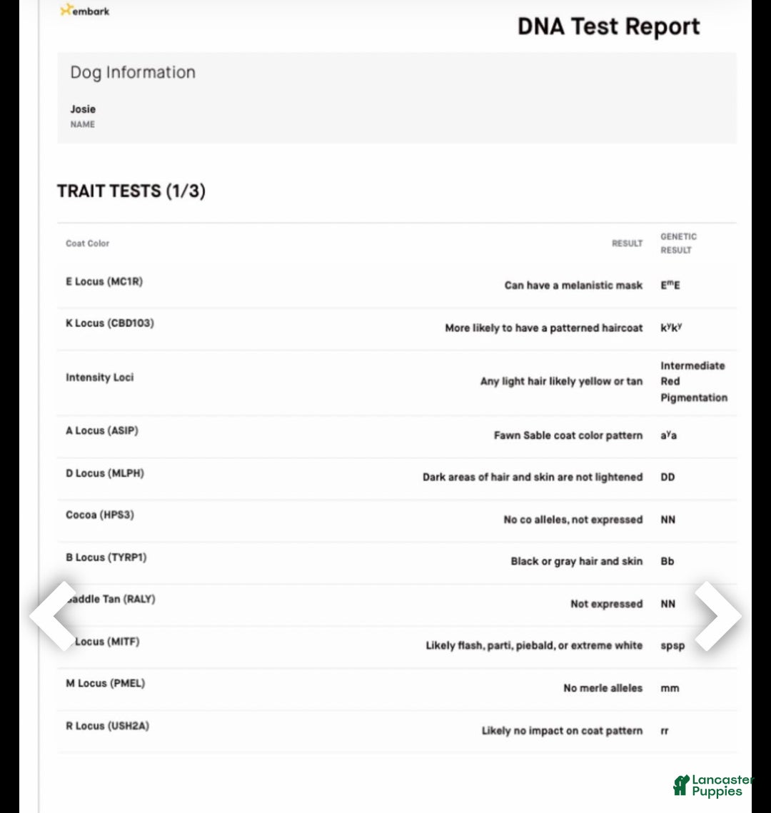 Standard Poodle dogs for sale: Josie (IN HEAT) - Ad 3
