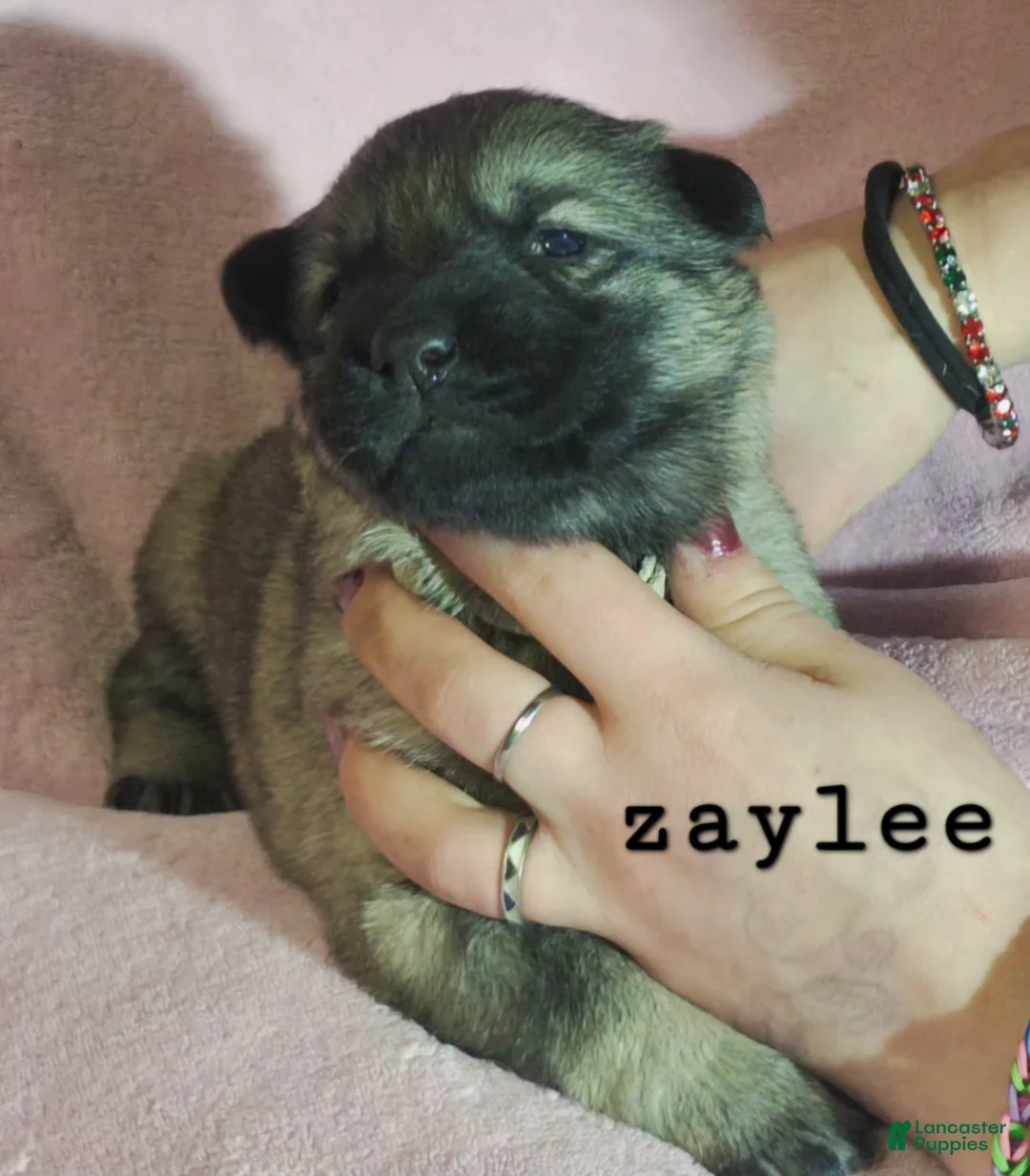 German Shepherd dogs for sale: Zaylee  - Ad 1