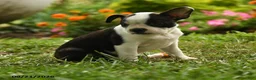 Boston Terrier dogs for sale: Thandiwe - Ad 3