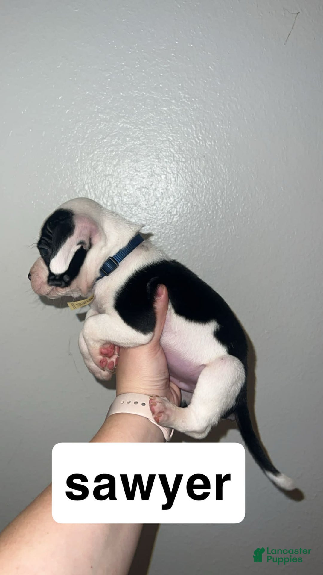 Mixed Breed dogs for sale: Mixed Breed Puppy 4 - Ad 5