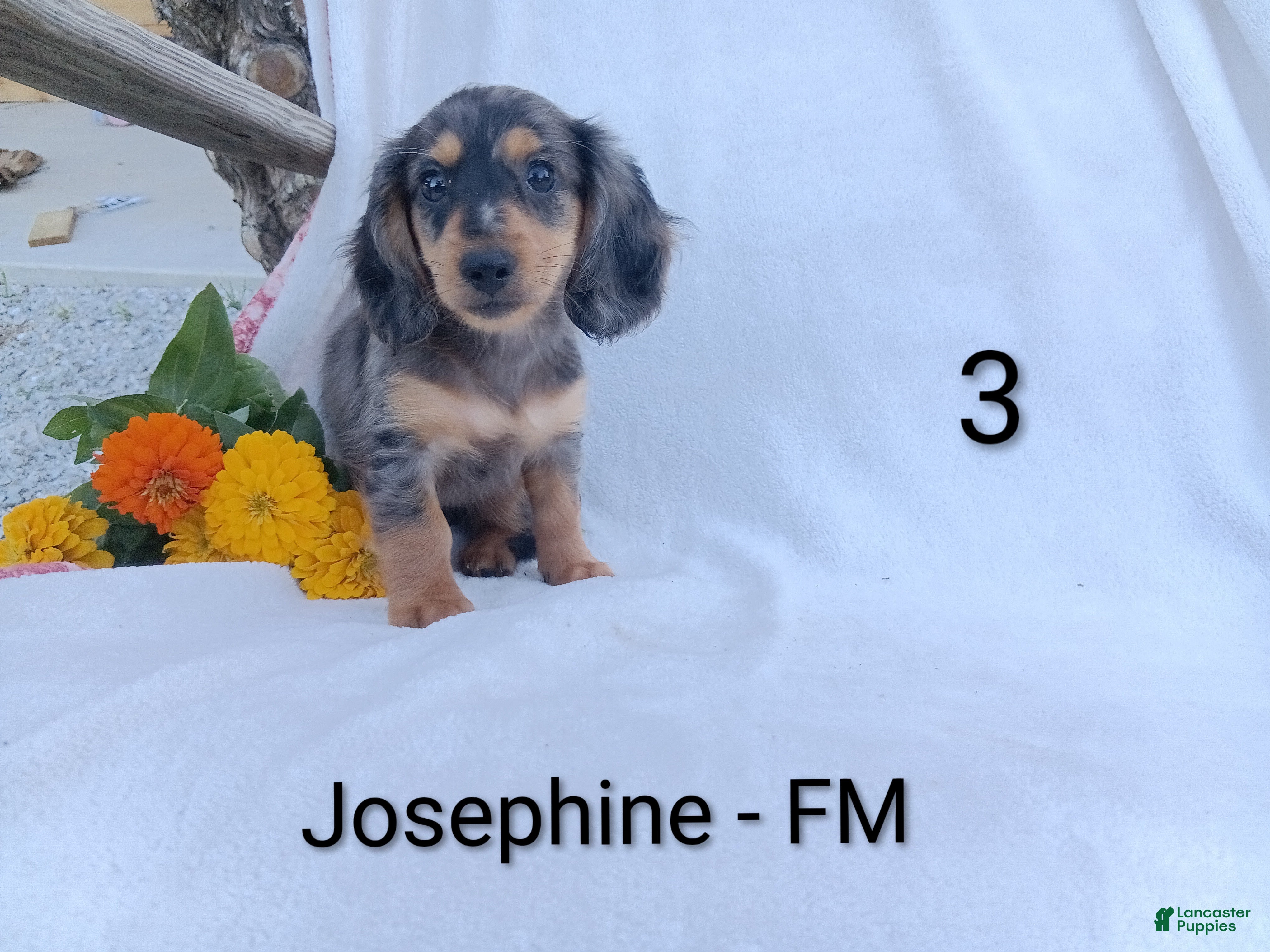 Miniature Dachshund dogs Josephine - Ad 1