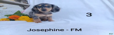 Josephine
