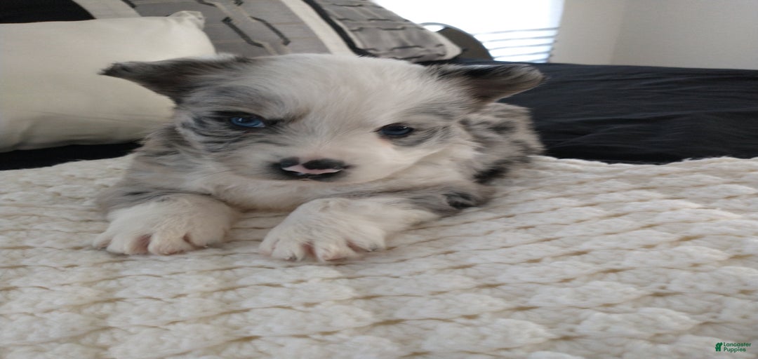 Gallery Image {{count}}