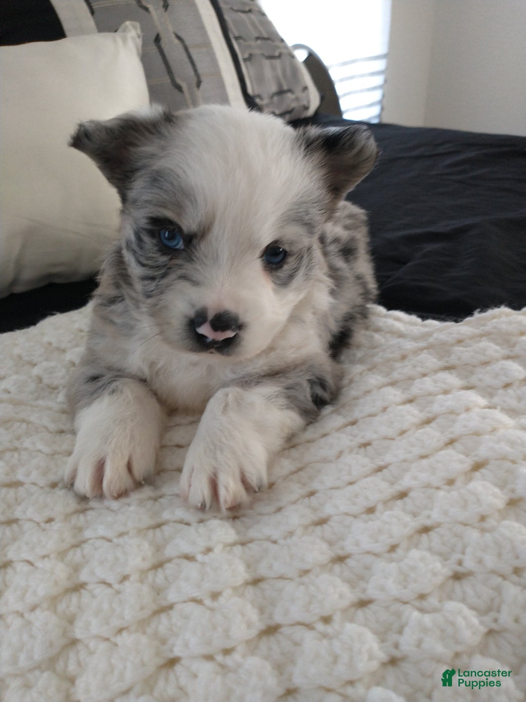 Gallery Image {{count}}