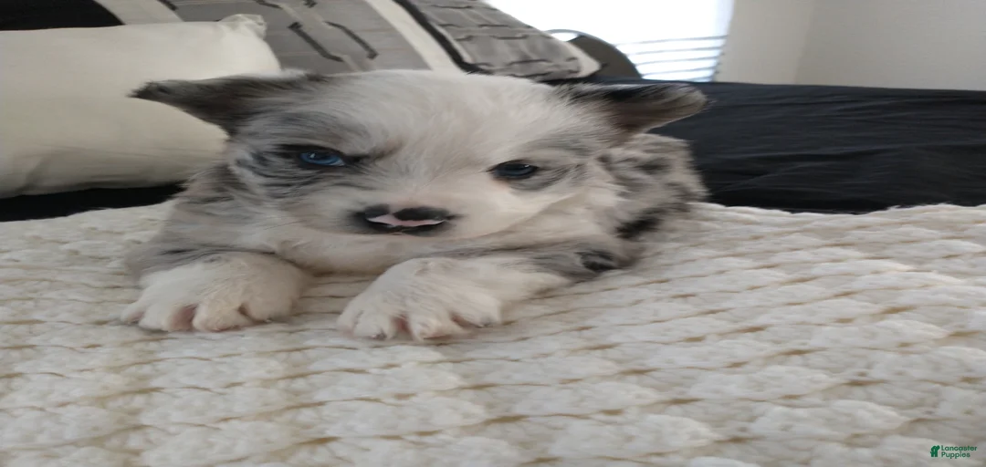 Gallery Image {{count}}